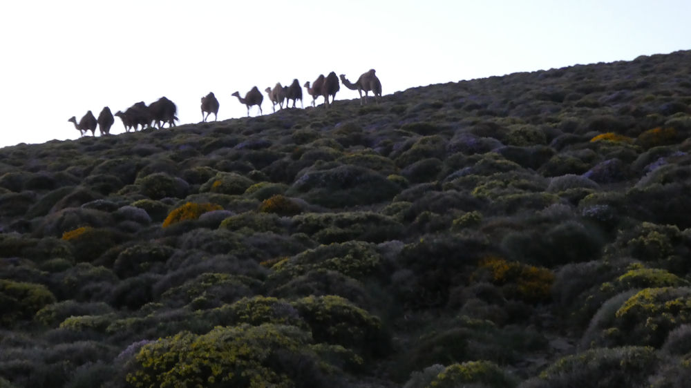 Ships of the desert drift pass in the dawn of day 3